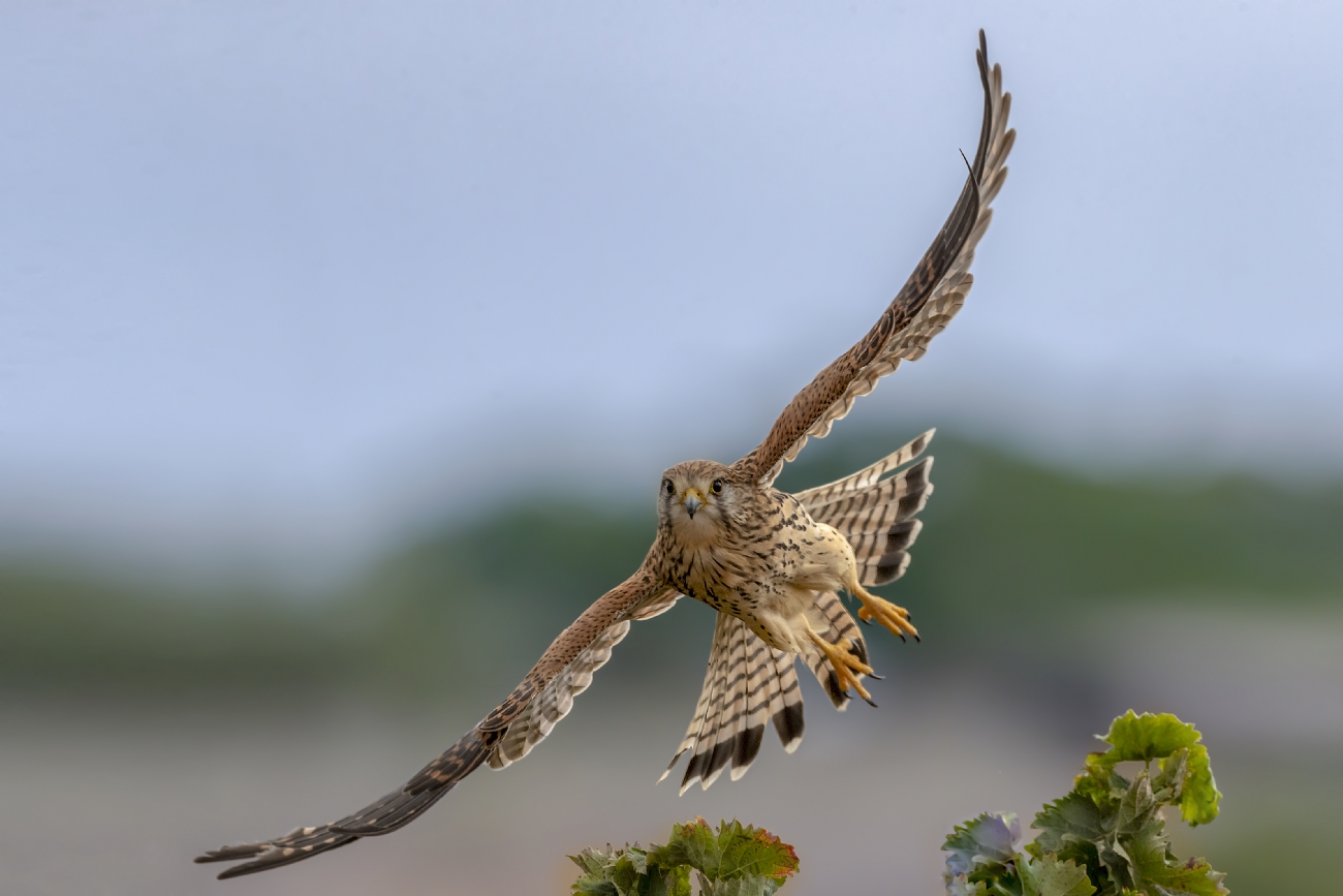 נועם פרישוף