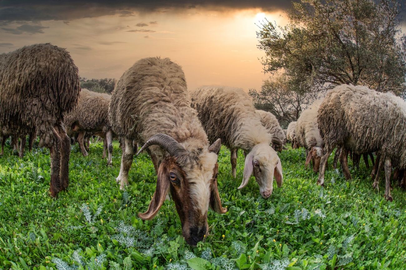 ארוחה ירוקה
