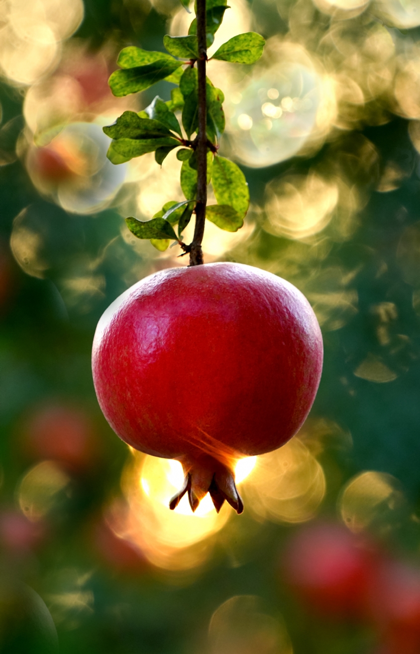 צילום: אורית גפני