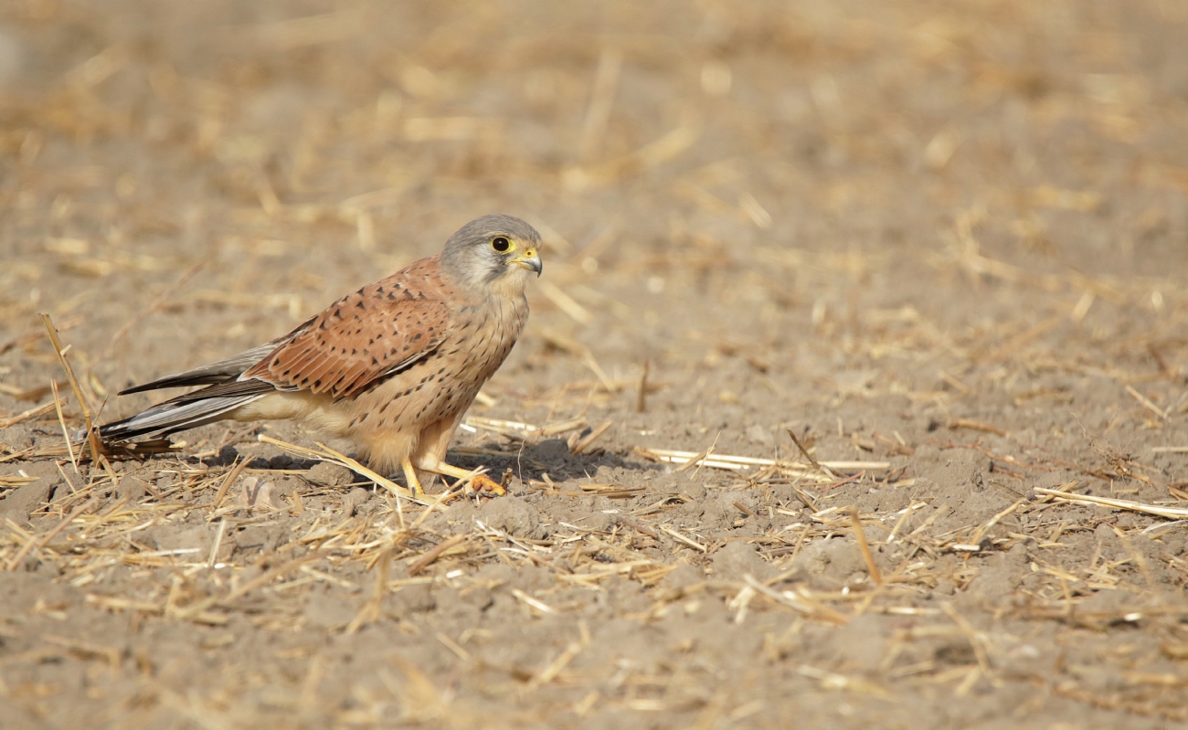 בז מצוי זכר