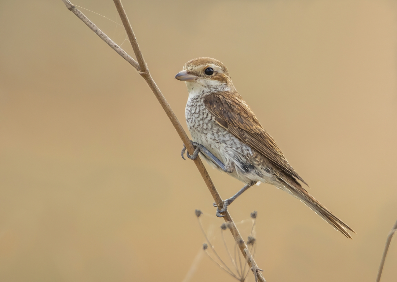 חנקן אדום גב 2