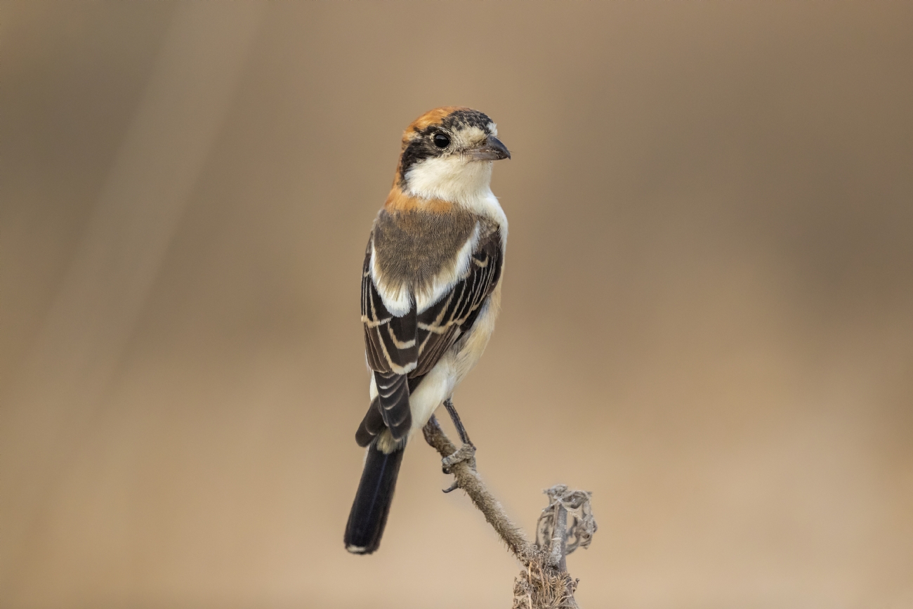 נועם פרישוף