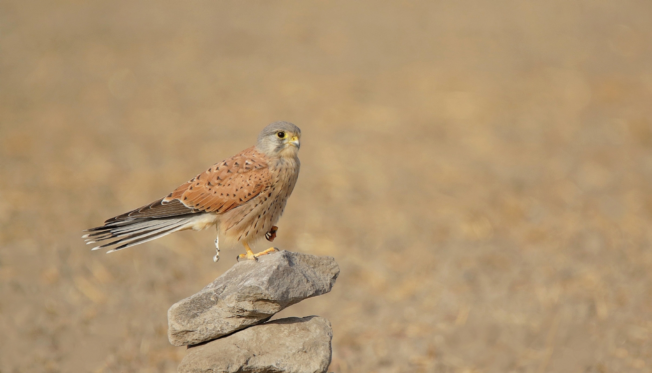 בז מצוי זכר 0