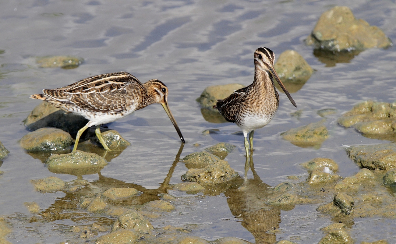 חרטומית ביצות