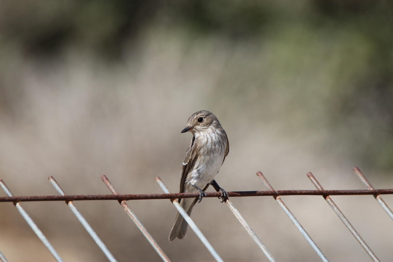 משתלבת ברקע..