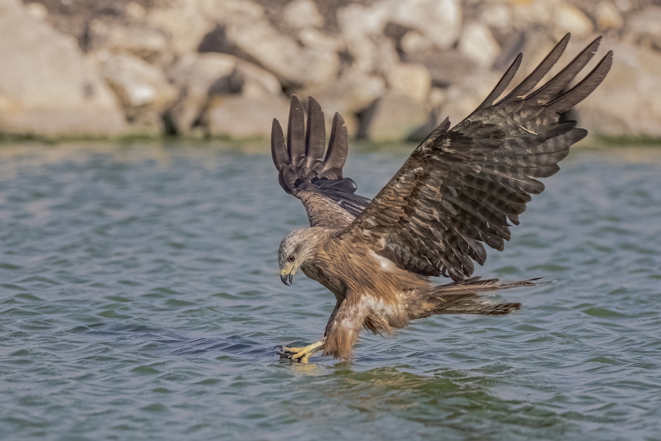 נועם פרישוף