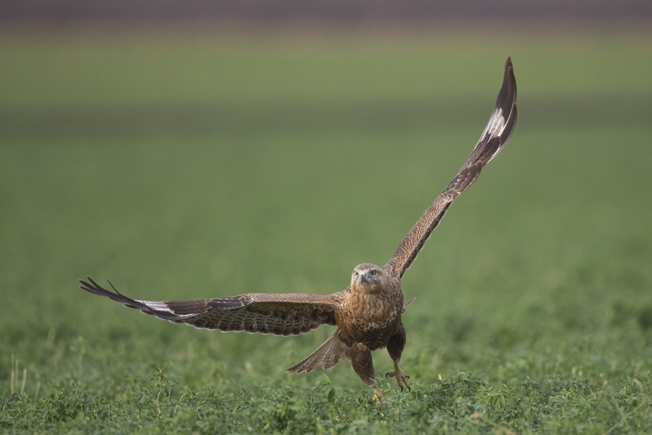 נועם פרישוף
