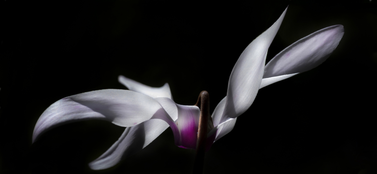 חנן אפשטיין