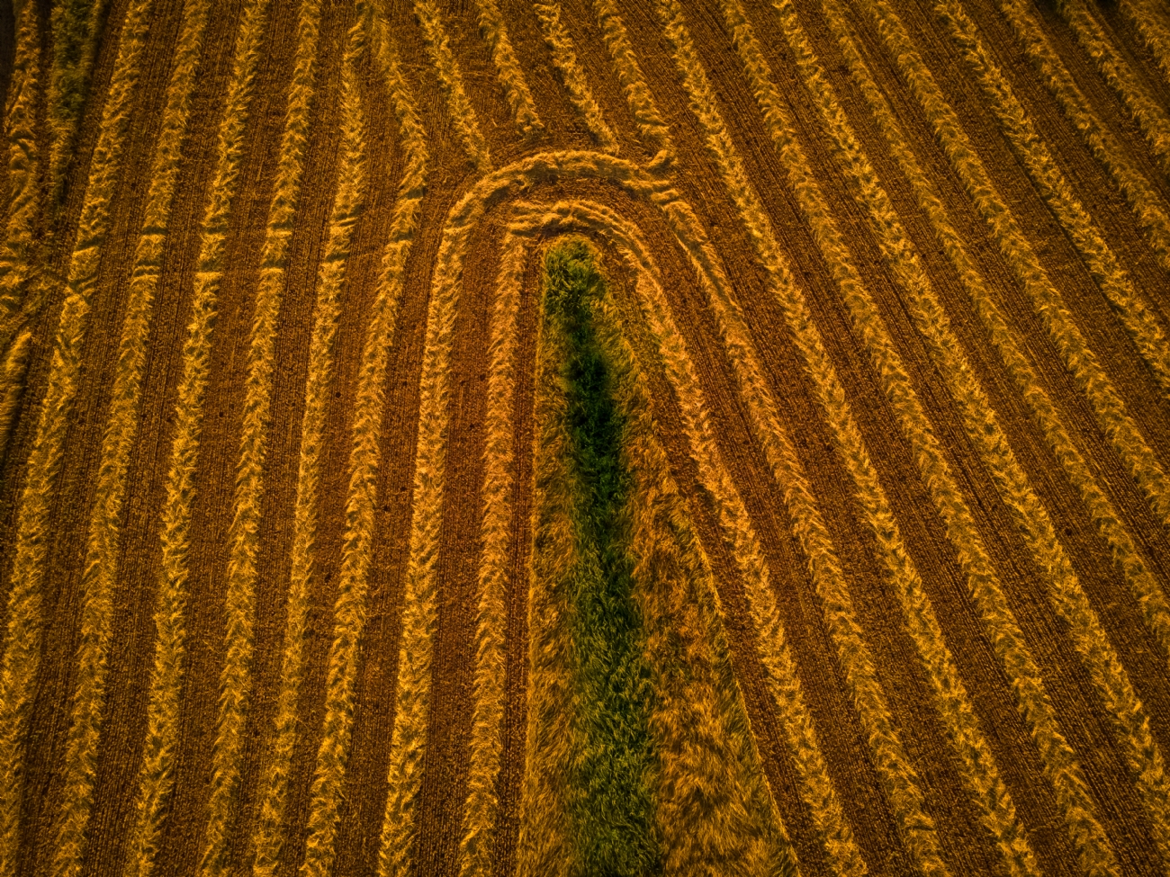 שרון טריבלסקי