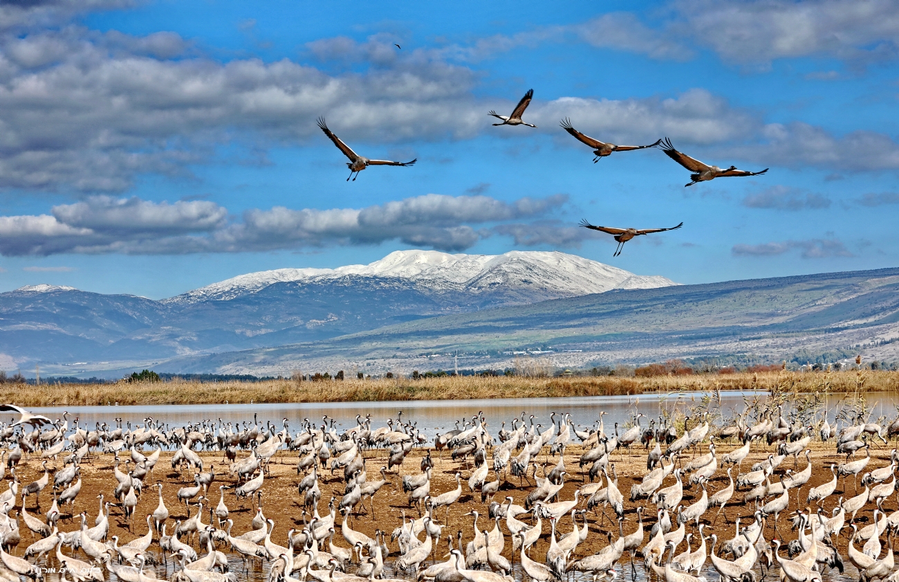 חיים  מורנו 