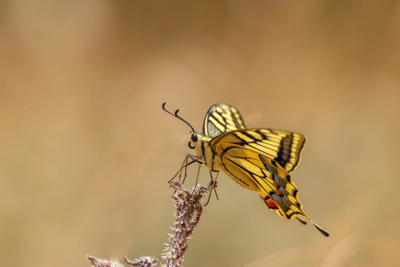 אביעד סלקמון