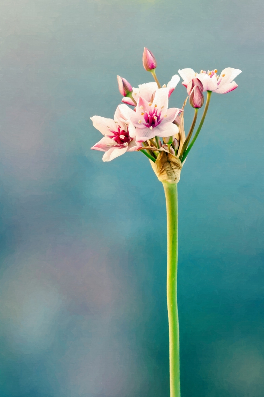 יואל ויסלוב