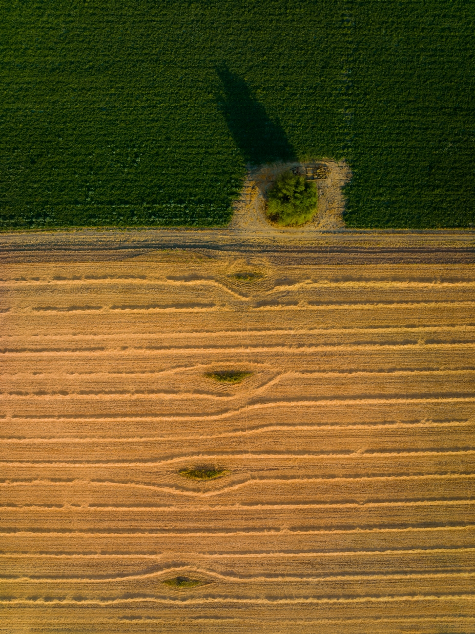 שרון טריבלסקי