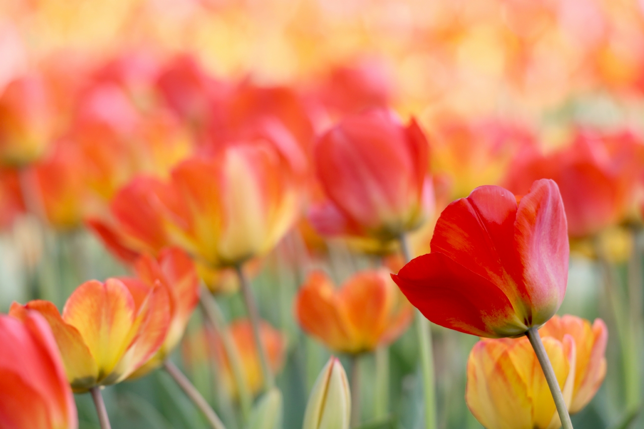 מיכל דה פורטו