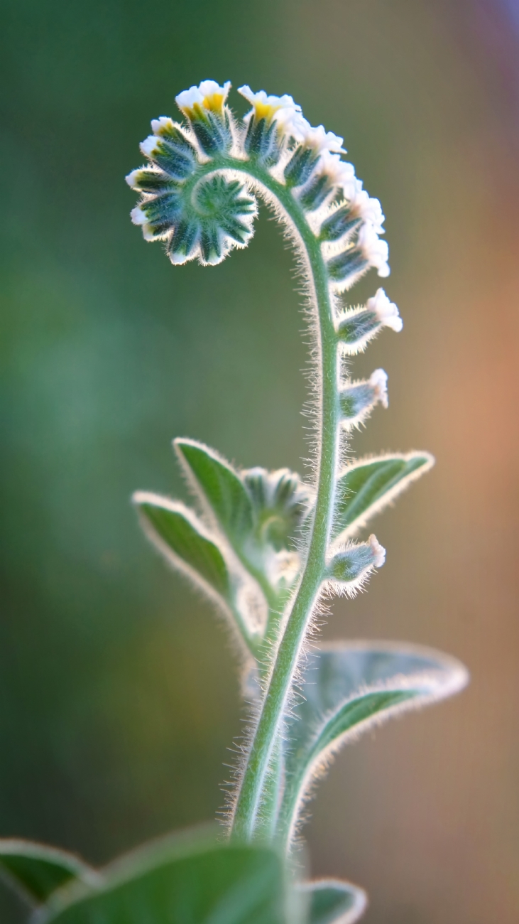 יואל ויסלוב