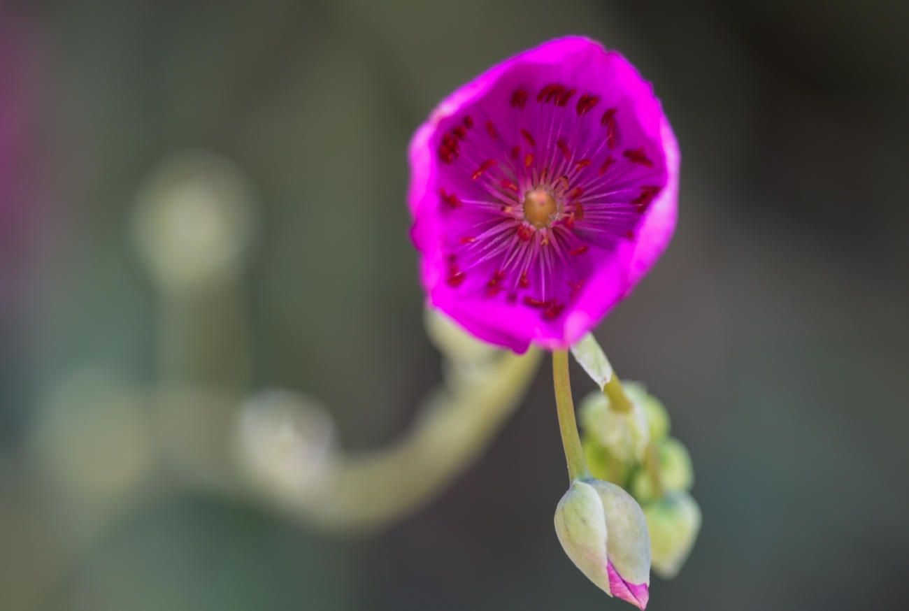 פיני  אביבי