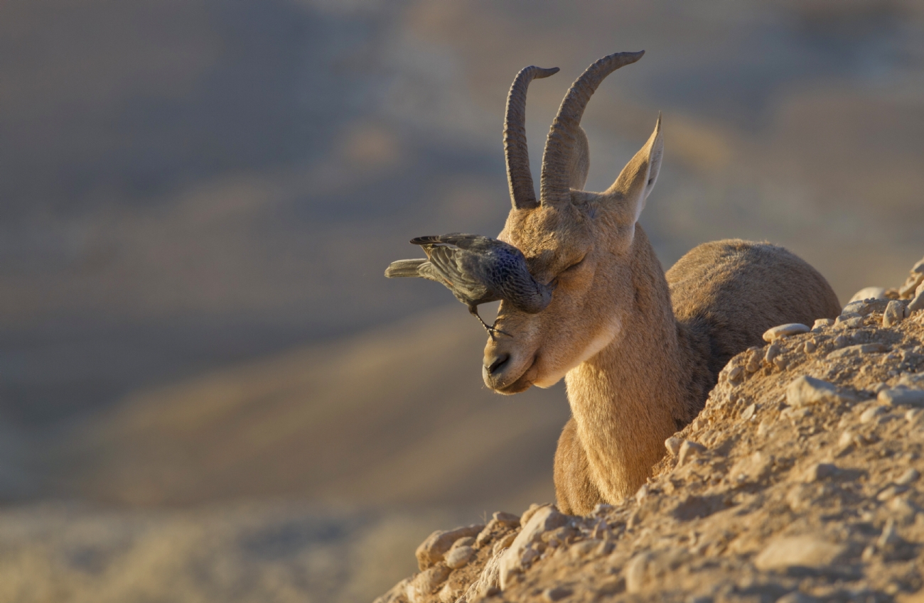 חנן אפשטיין