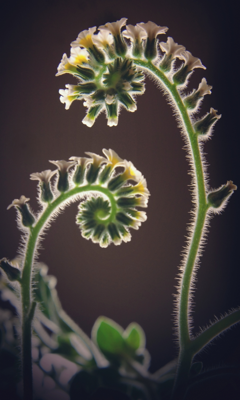צילום: יואל ויסלוב