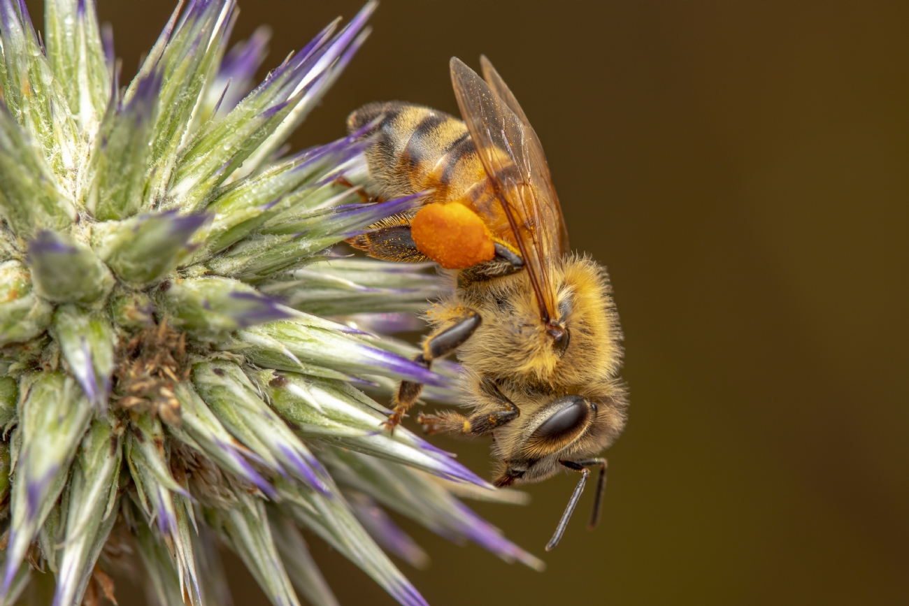 ניקולאי טטרצוק