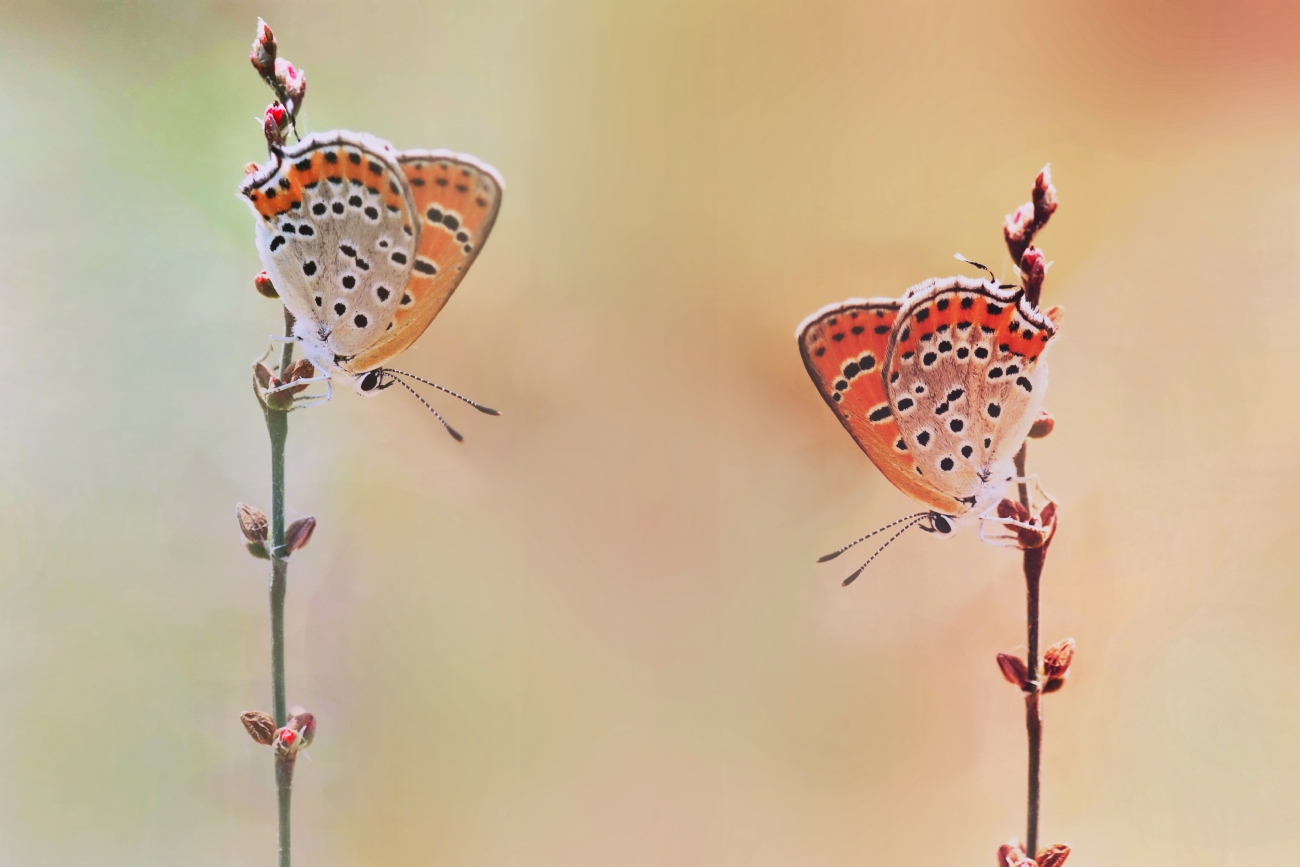 יואל ויסלוב