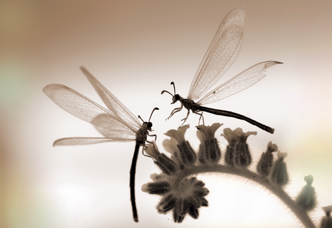 יואל ויסלוב