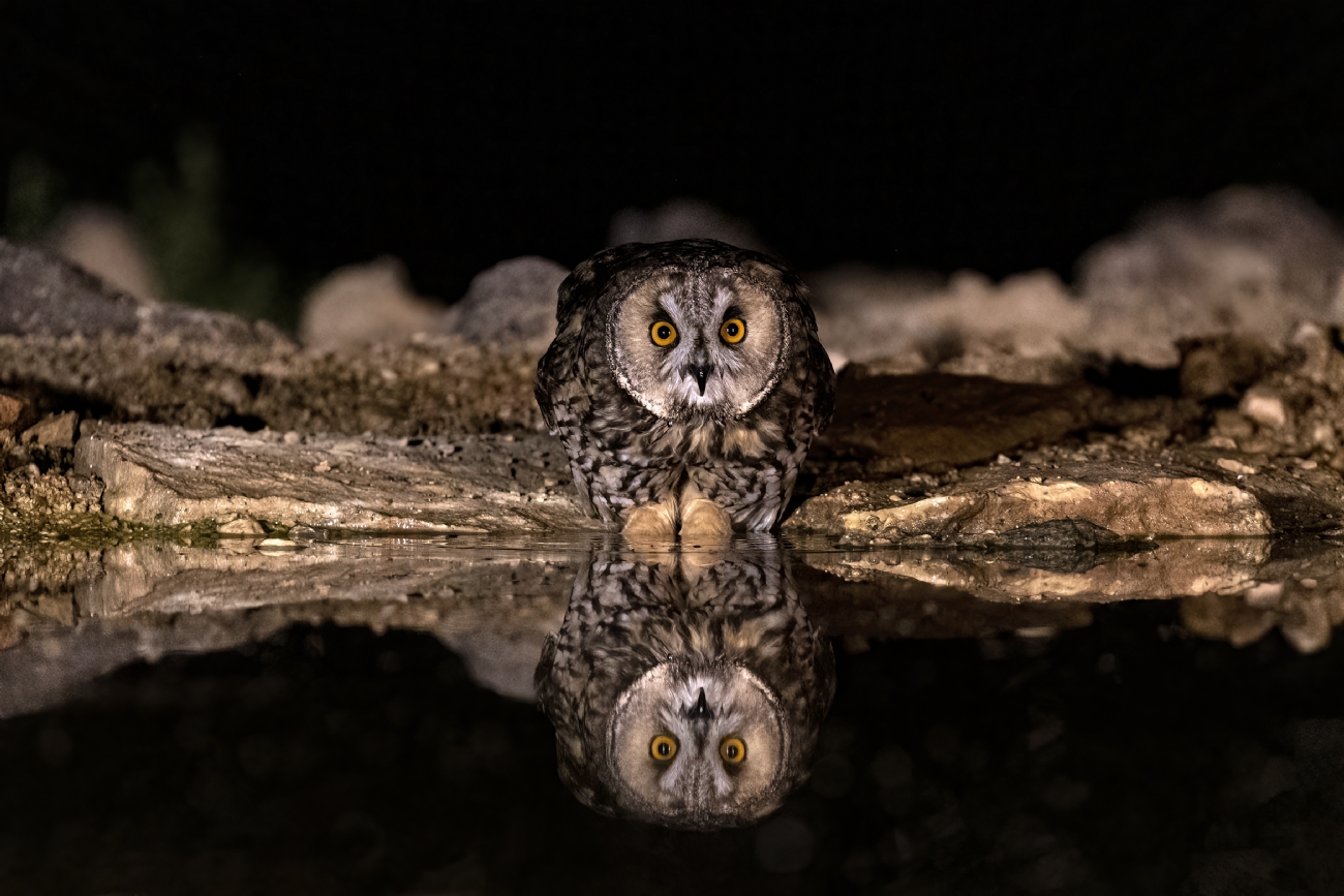 צילום: נועם פרישוף