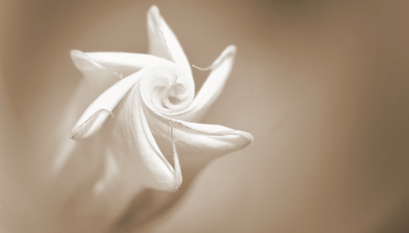 יואל ויסלוב