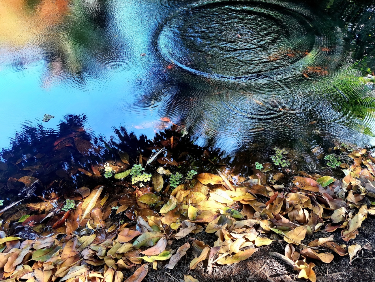 נאוה פמיליה