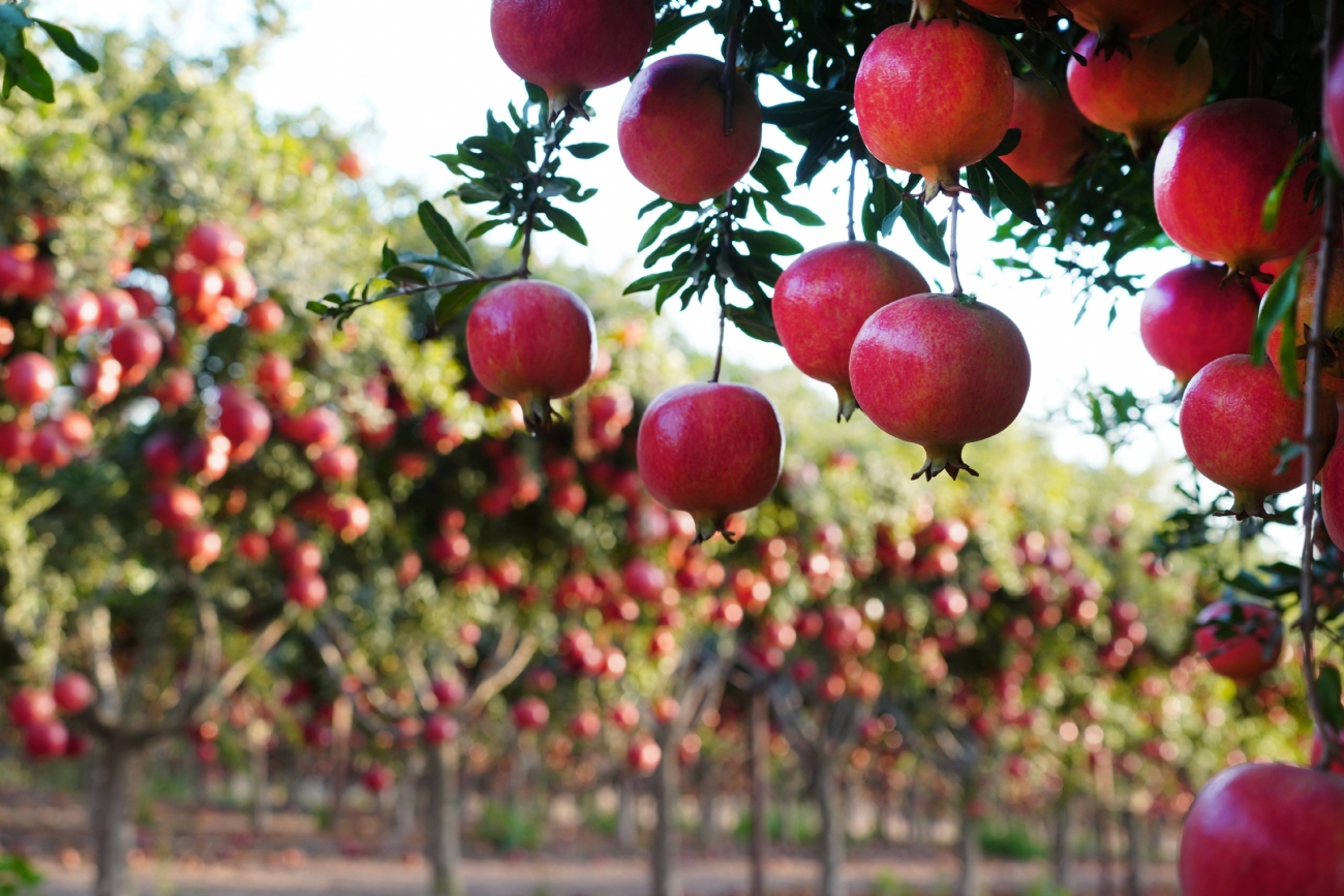 צילום: אורית גפני
