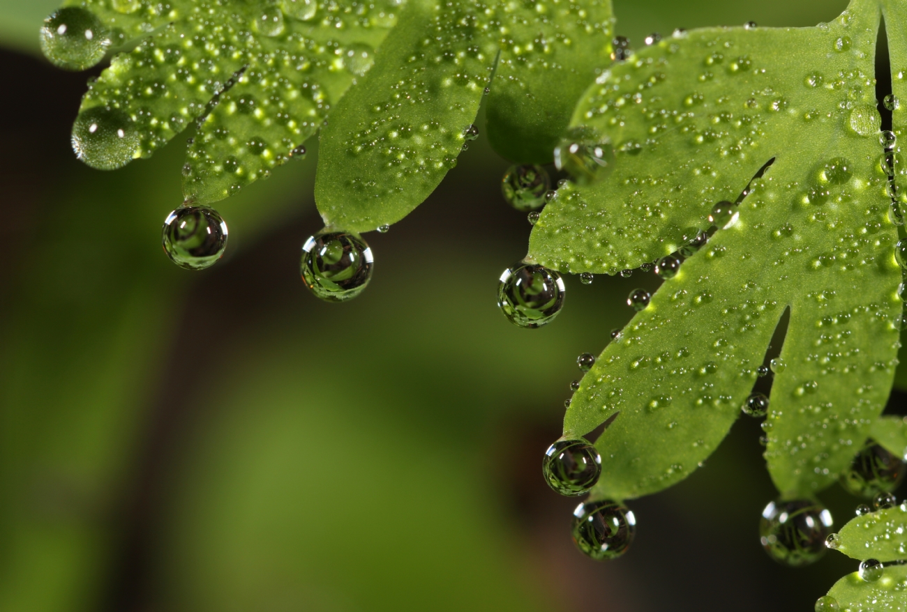 צילום: Chaym Turak