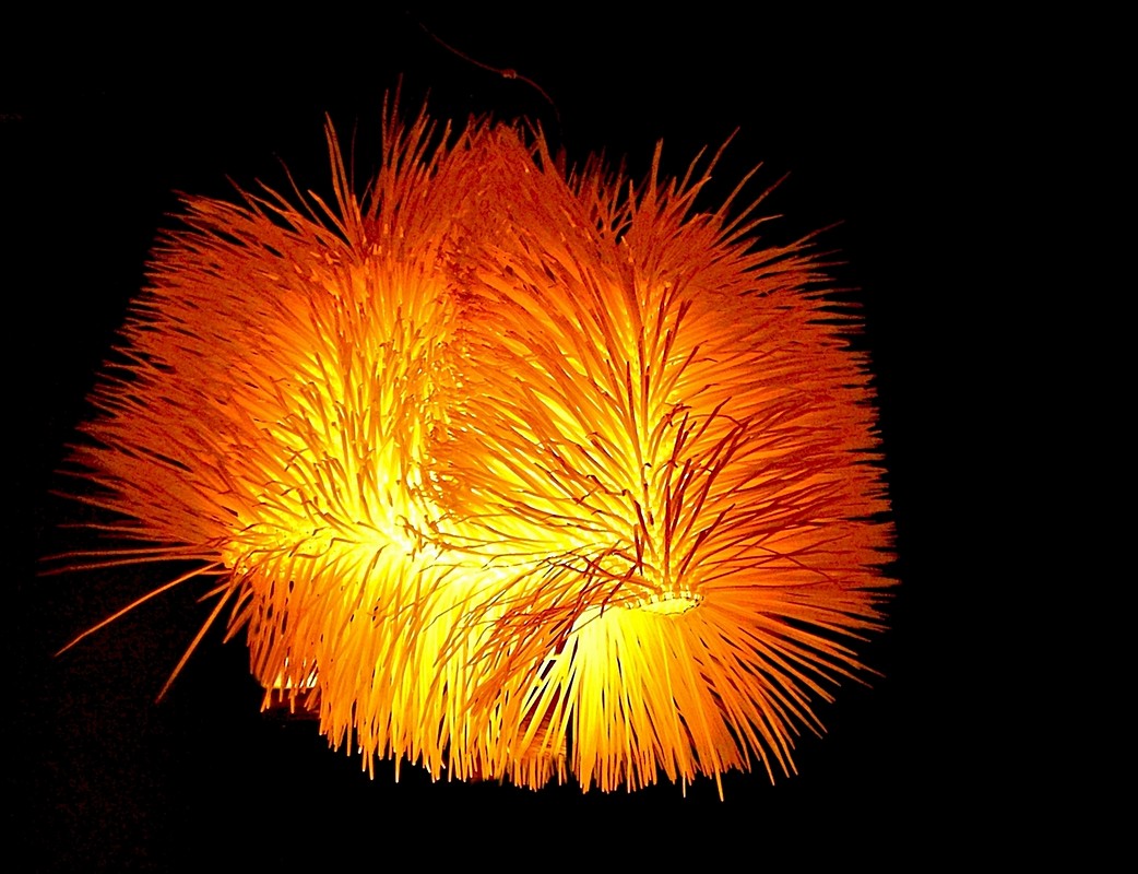 אורלי דורון