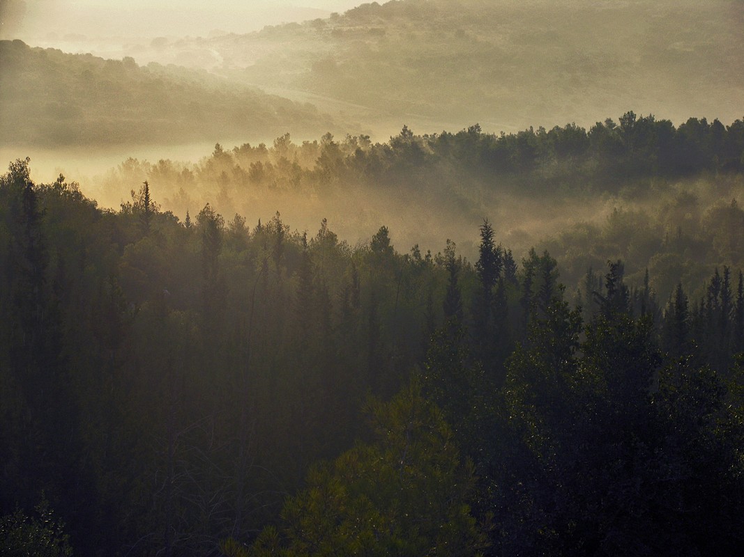 אייל ורטהימר