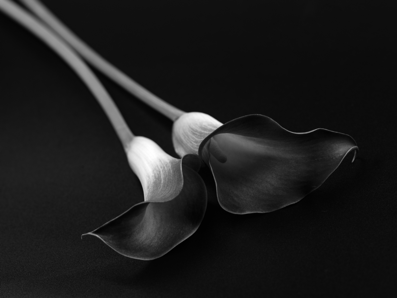 עופר זילברשטיין