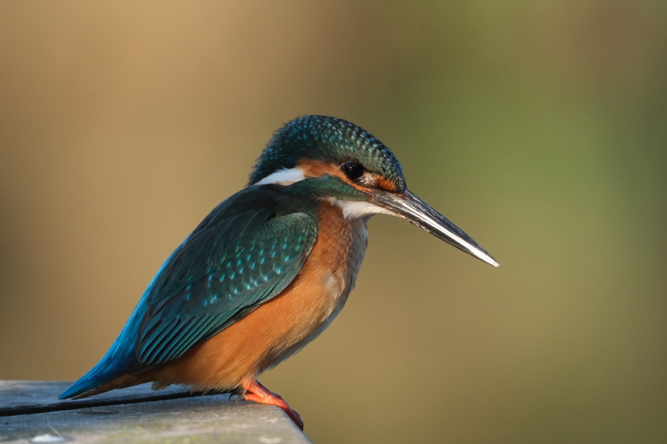 עופר זילברשטיין