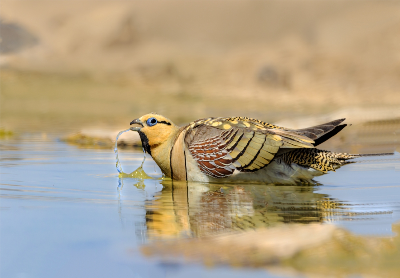 אריה טננבאום