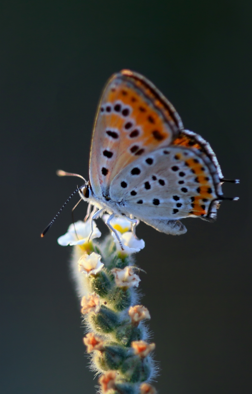 תמונות של פרפרים | תמונות לעיצוב הסלון, הבית והמשרד | עמוד 17