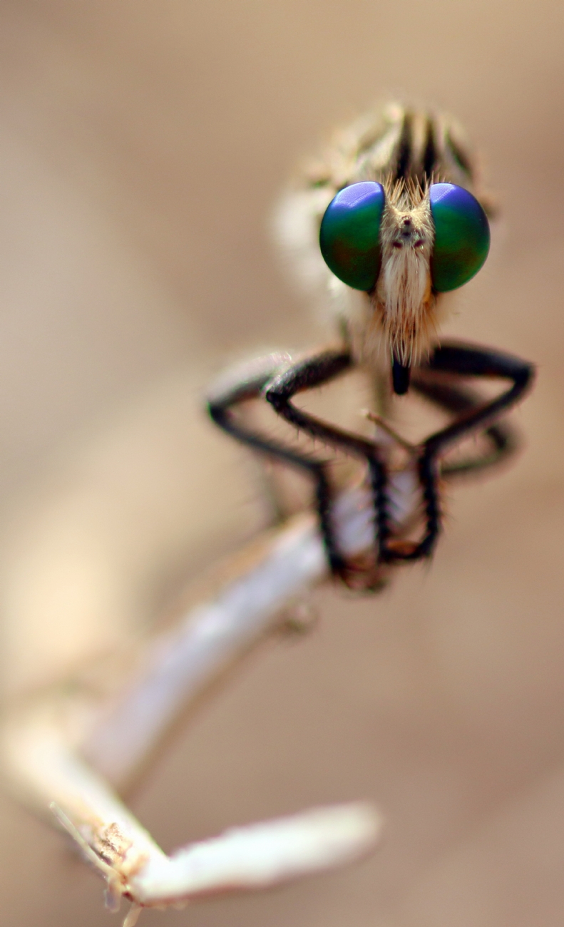 יואל ויסלוב