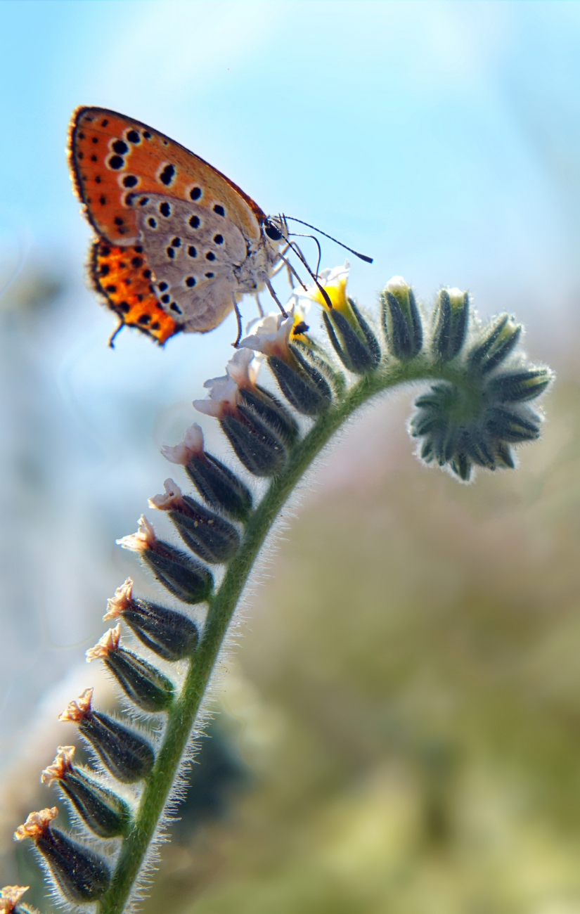יואל ויסלוב