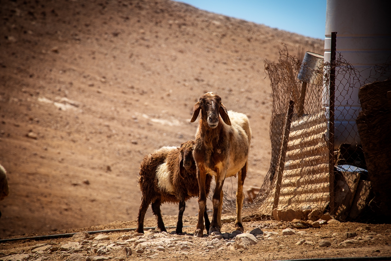 Sheep in the desert