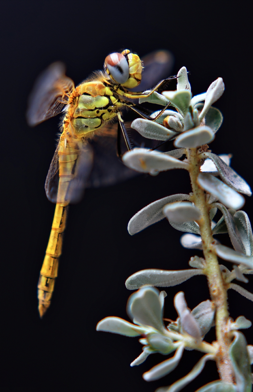 יואל ויסלוב