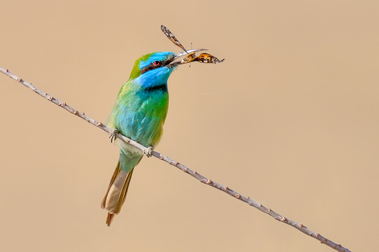 ‫שלום ניסימי‬‎