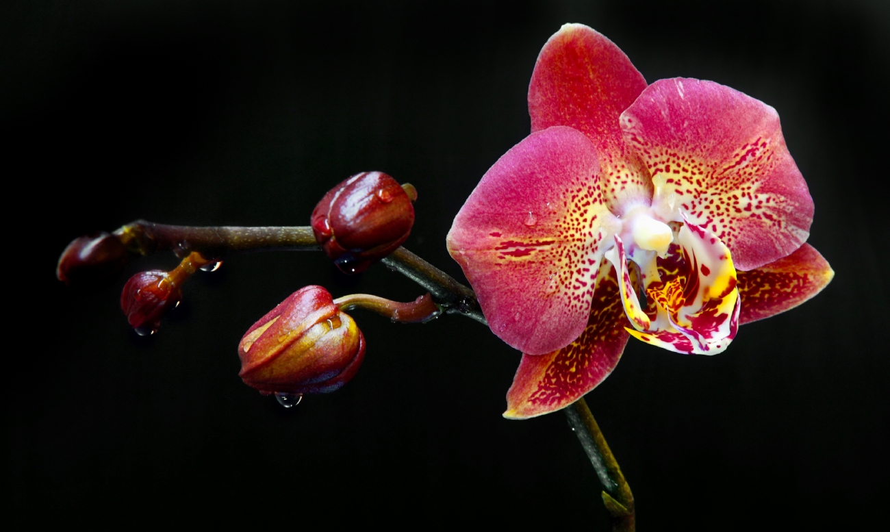 יואל ויסלוב