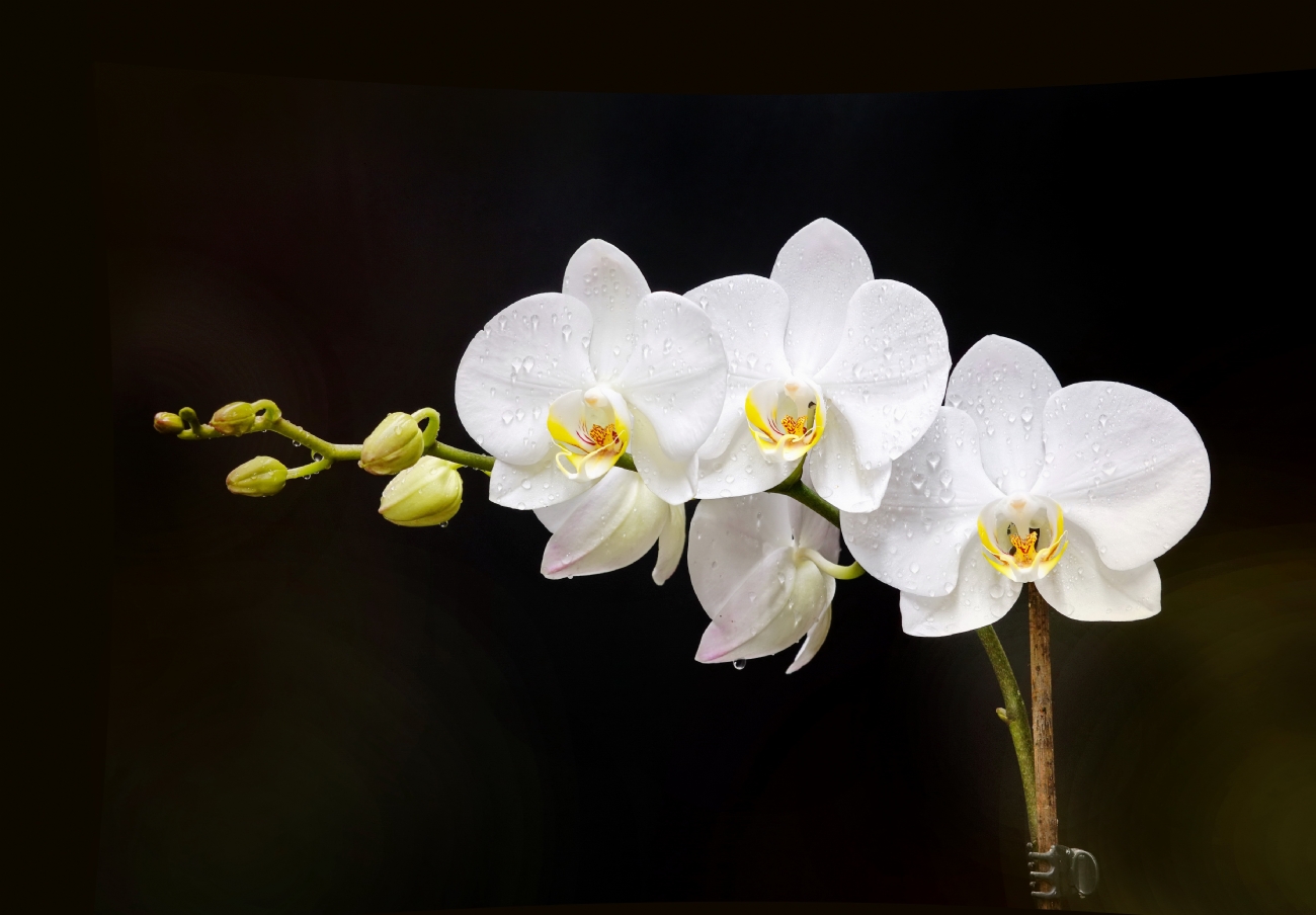 יואל ויסלוב