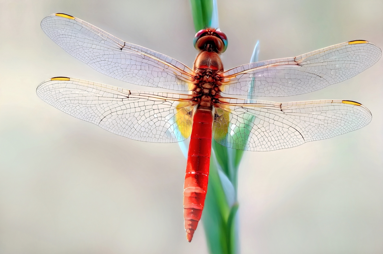 יואל ויסלוב