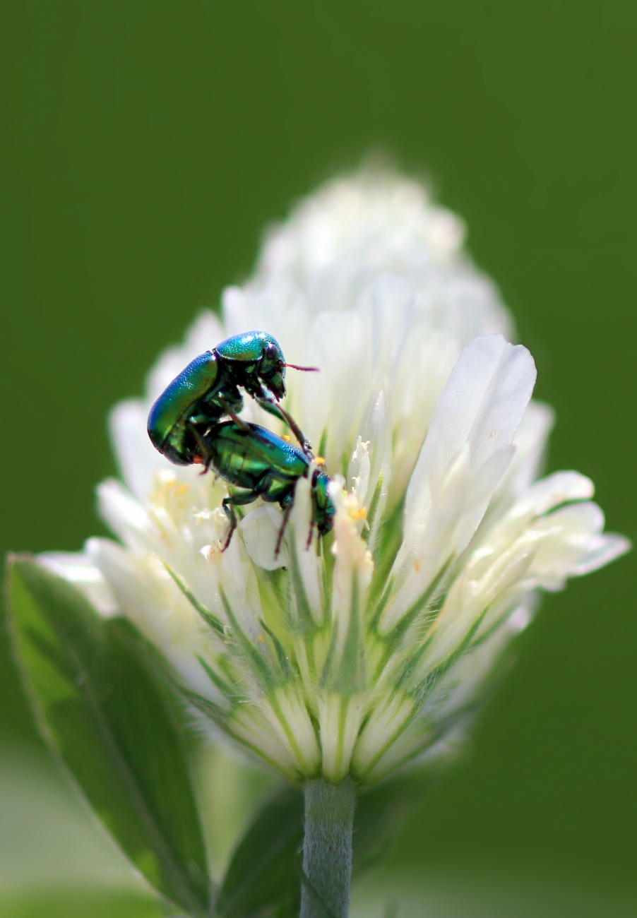 יואל ויסלוב