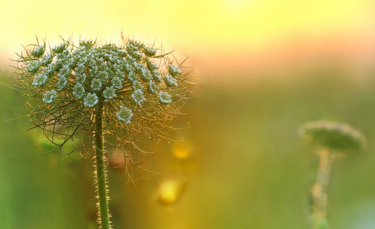 יואל ויסלוב