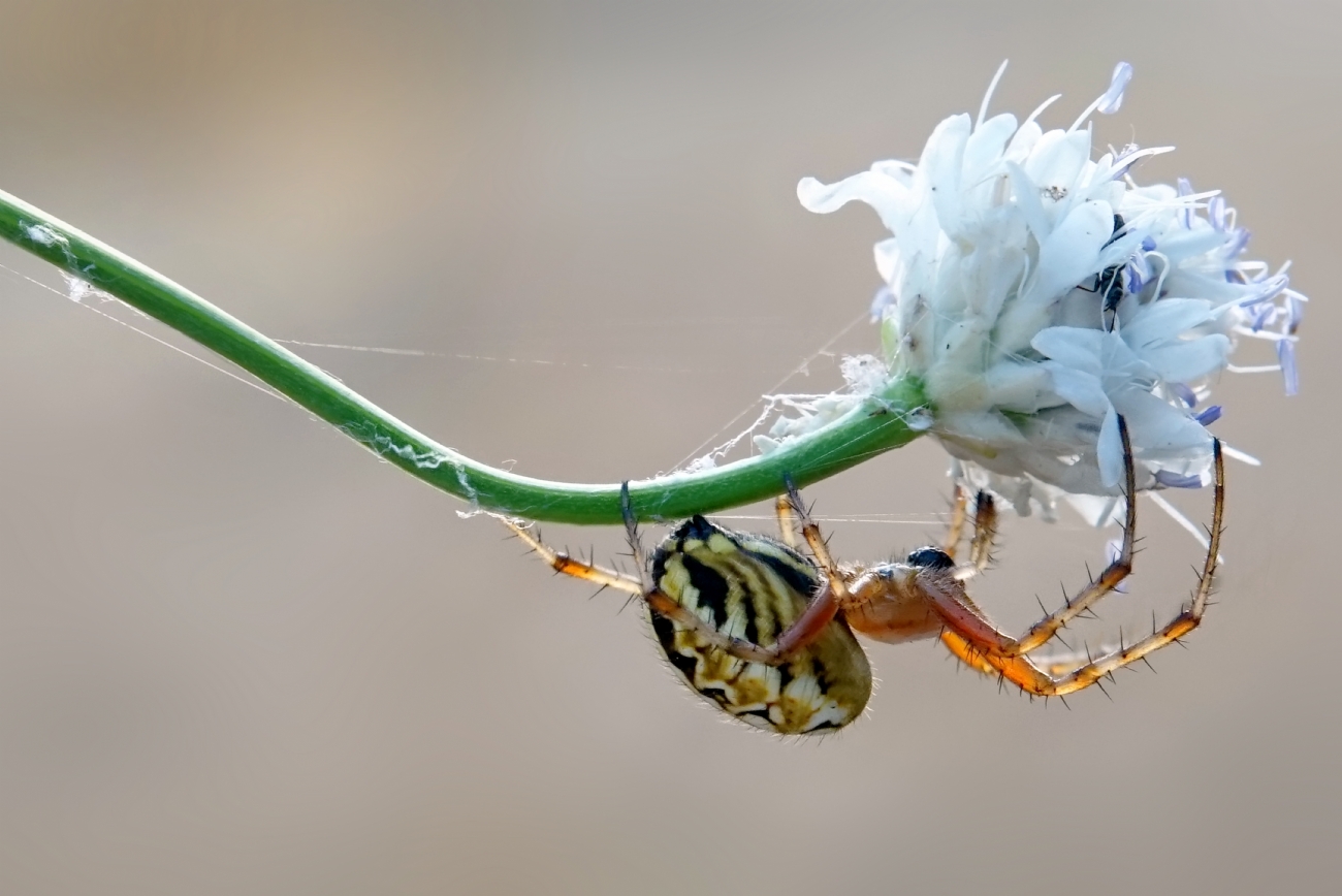 יואל ויסלוב