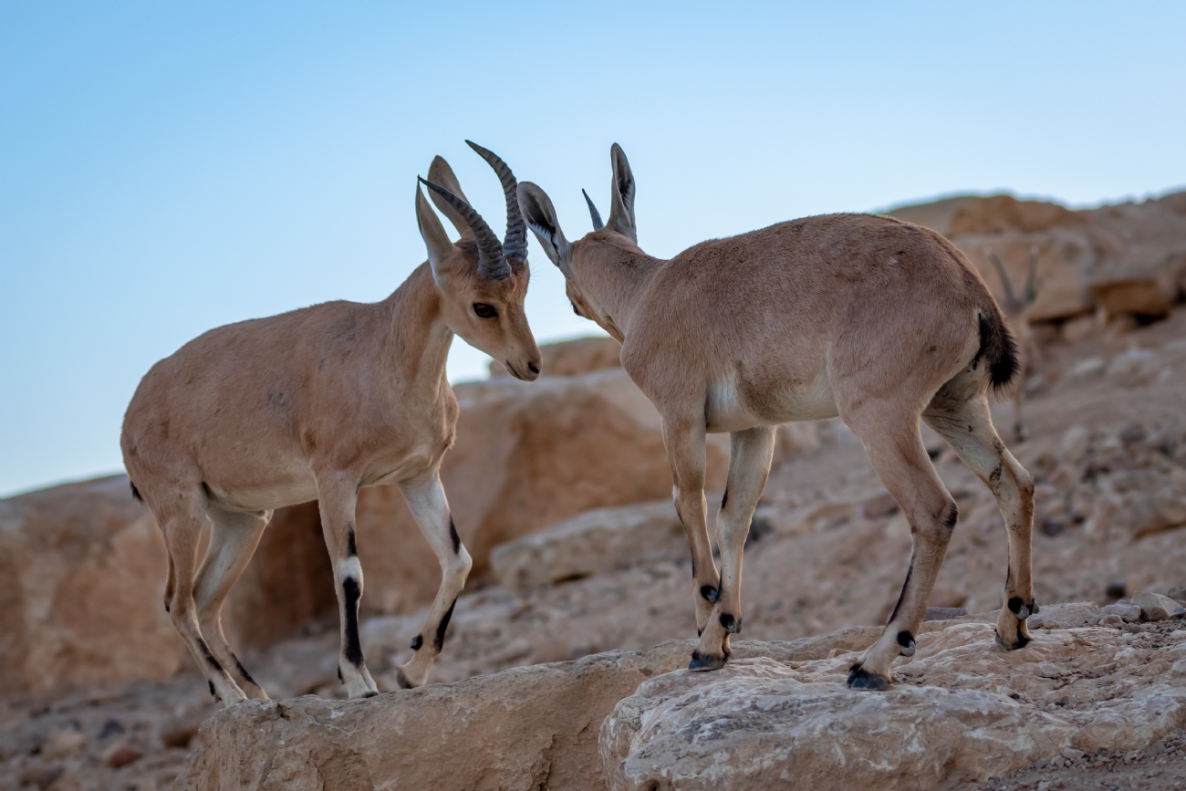 ניקולאי טטרצוק