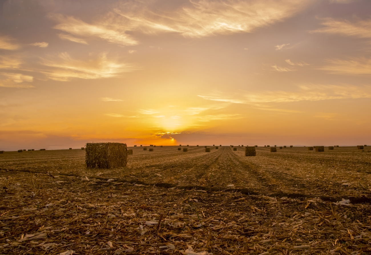 אריה טננבאום