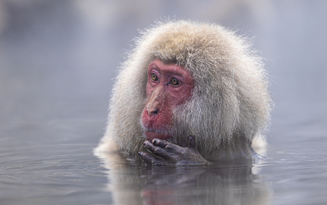 חזי גולדנברג